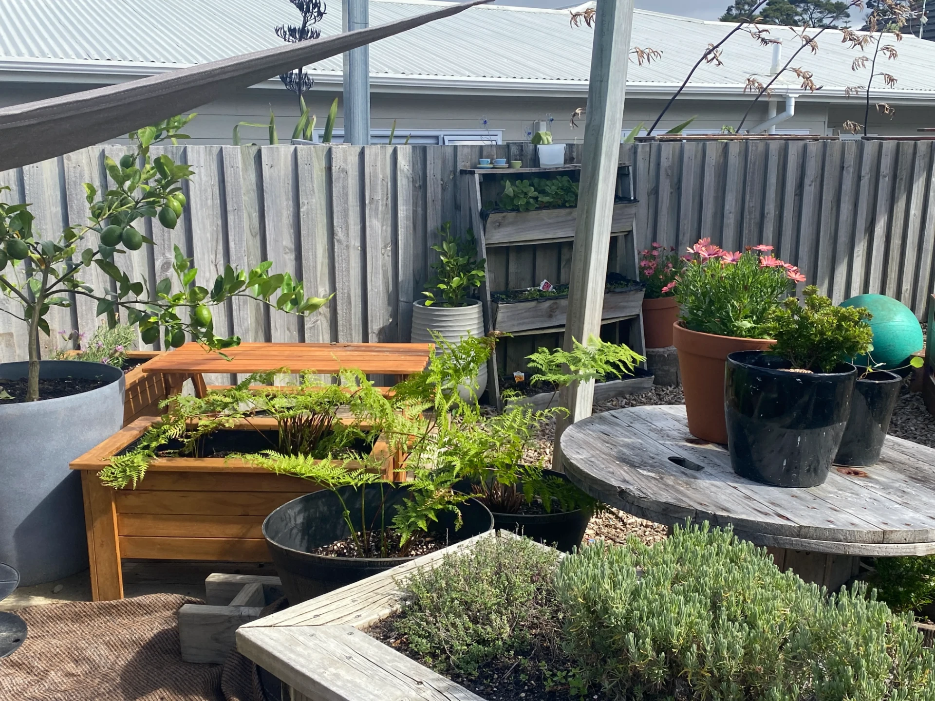 Herb and vegetable garden with potted ferns, lemons and flowers
